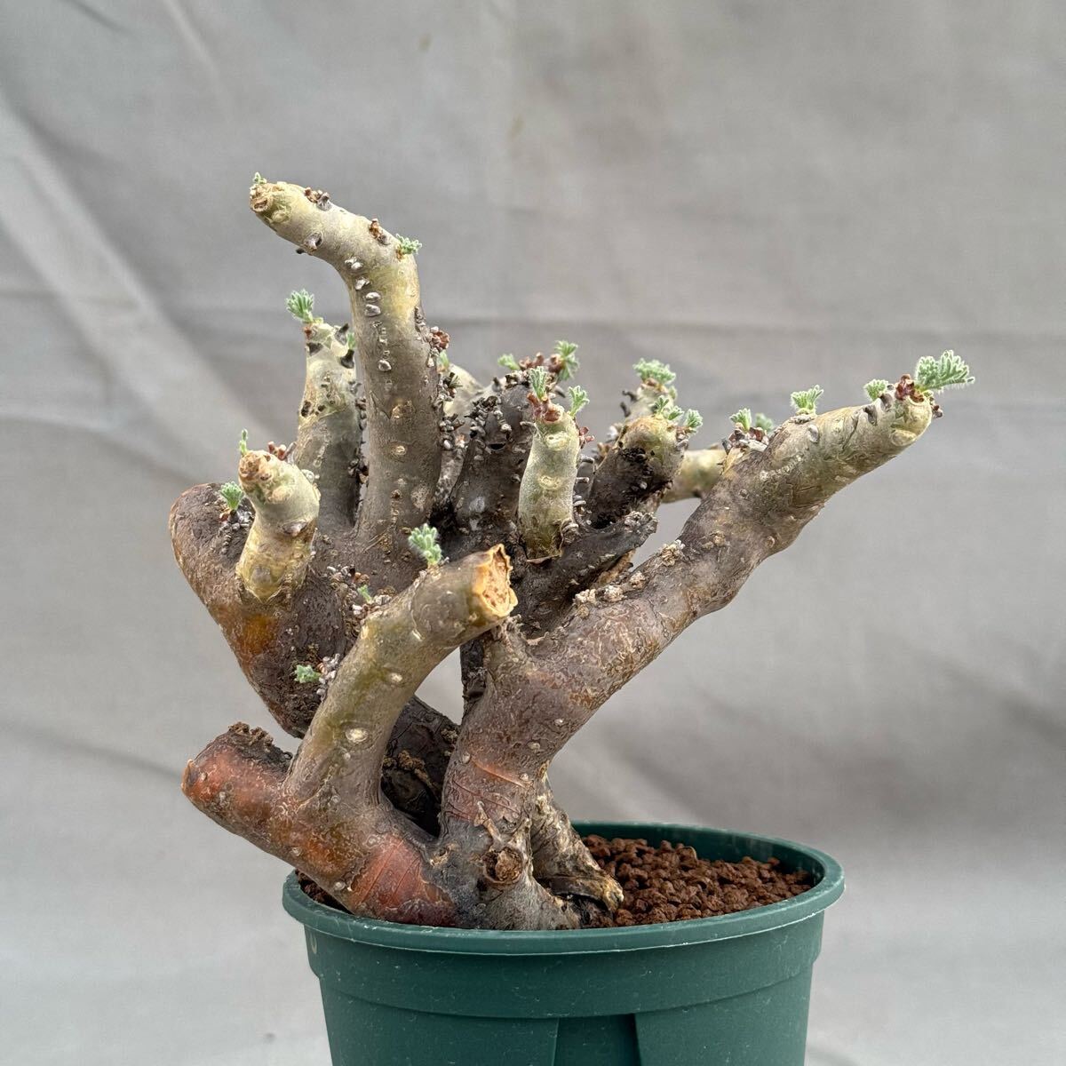 40 Monsonia multifida / モンソニア ムルチフィダ 発根済 [検索 40 Monsonia multifida / モンソニア ムルチフィダ 発根済 [検索