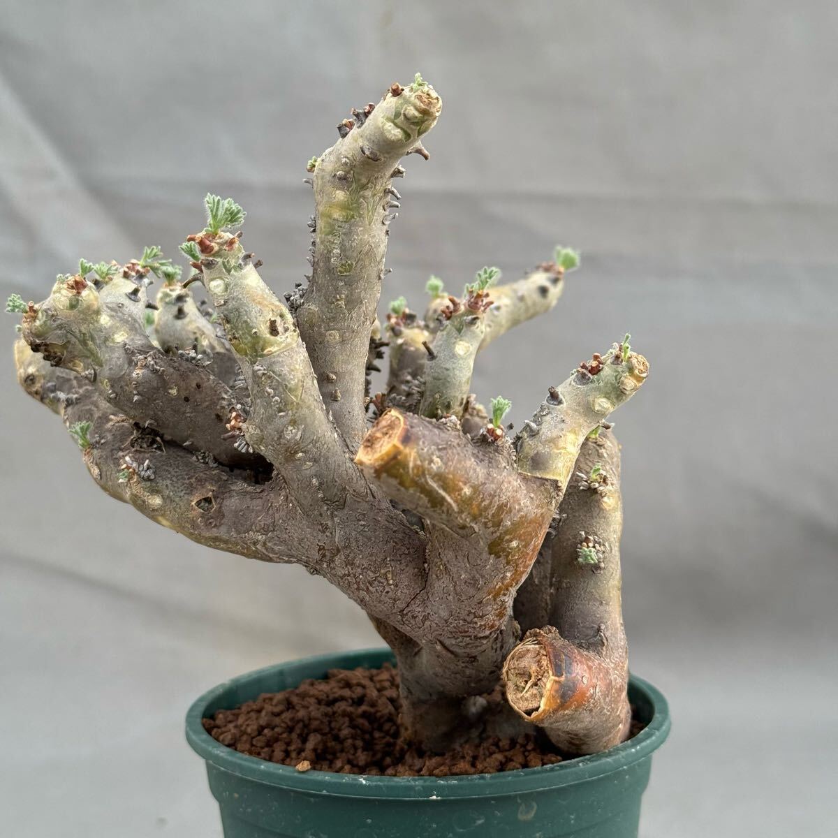 40 Monsonia multifida / モンソニア ムルチフィダ 発根済 [検索 40 Monsonia multifida / モンソニア ムルチフィダ 発根済 [検索