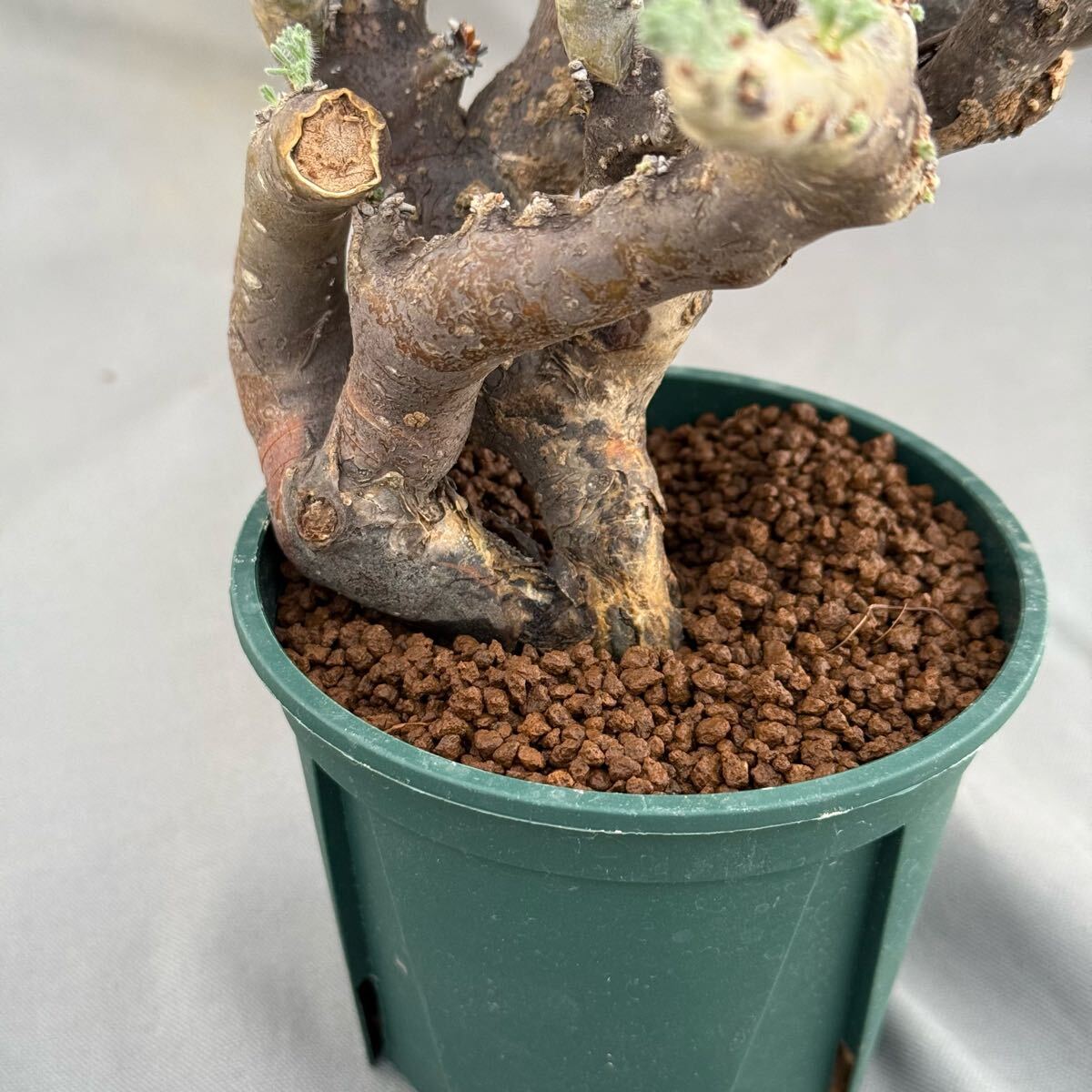40 Monsonia multifida / モンソニア ムルチフィダ 発根済 [検索 40 Monsonia multifida / モンソニア ムルチフィダ 発根済 [検索