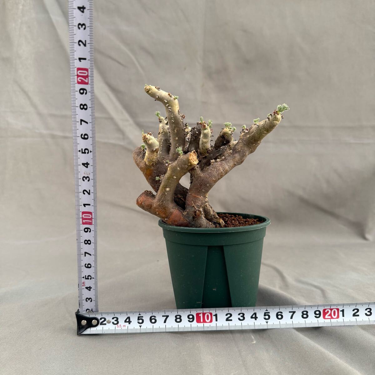40 Monsonia multifida / モンソニア ムルチフィダ 発根済 [検索 40 Monsonia multifida / モンソニア ムルチフィダ 発根済 [検索