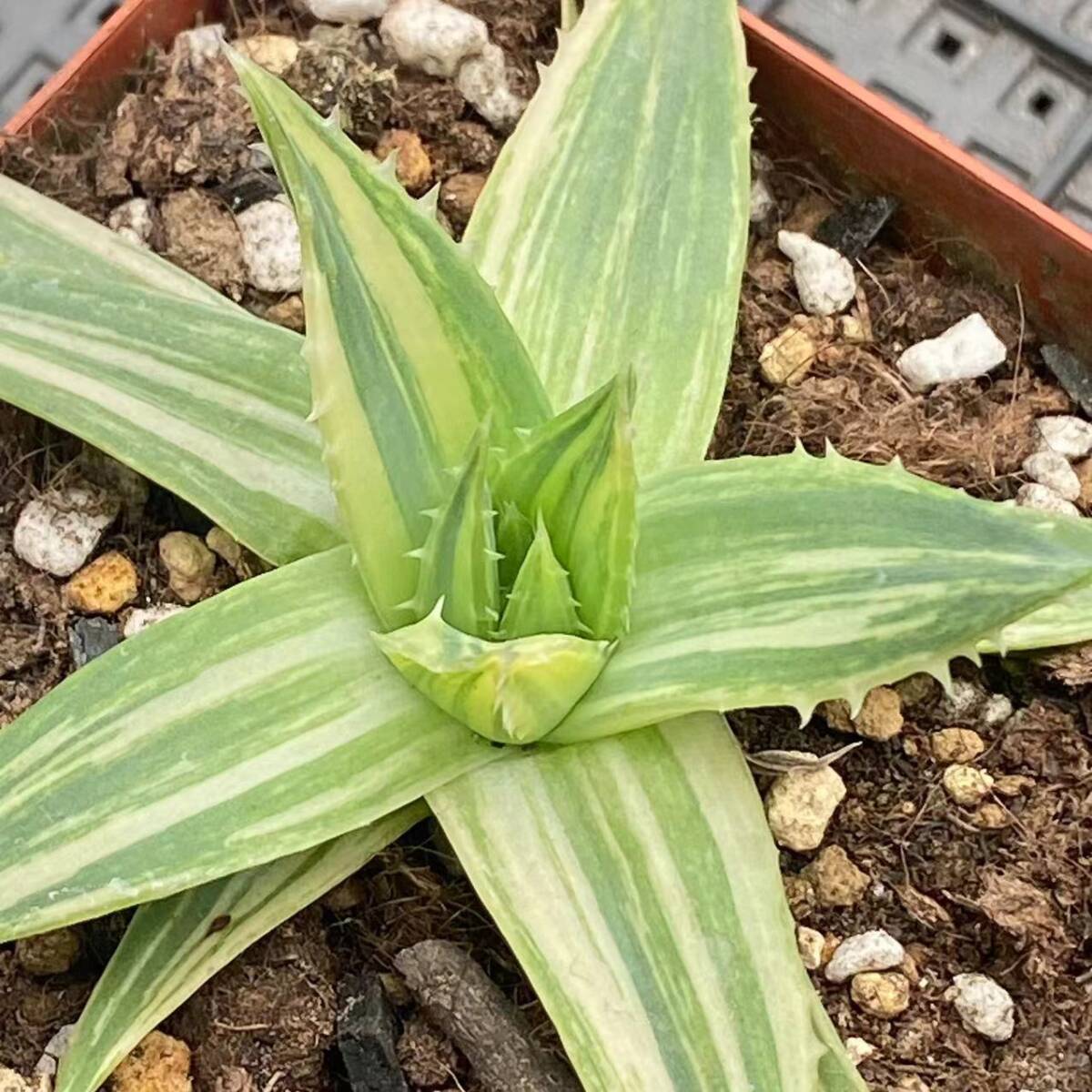 S97 多肉植物 アロエ ポリフィラ 錦 縞斑錦 Aloe polyphylla S97 多肉植物 アロエ ポリフィラ 錦 縞斑錦 Aloe polyphylla
