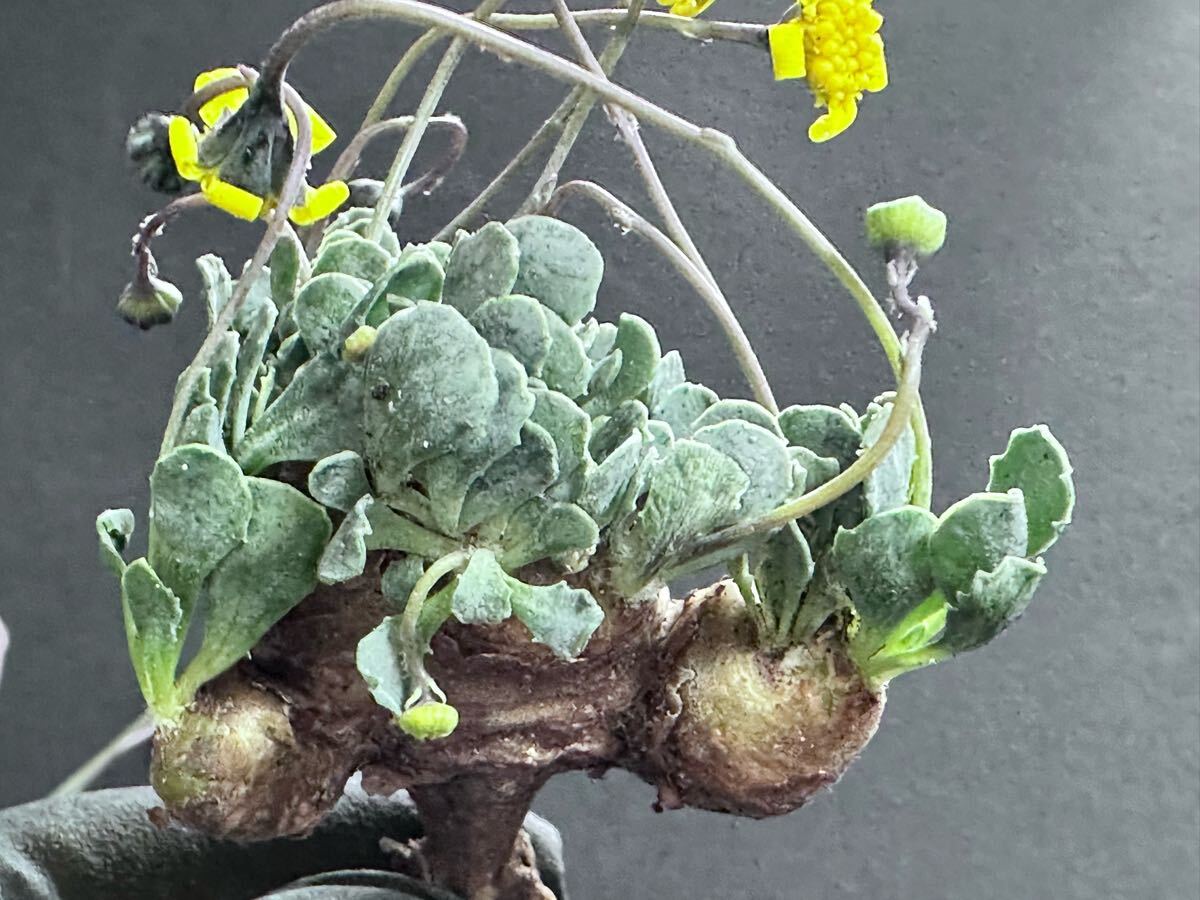 No.327 塊根植物 Othonna cacalioidesオトンナ・カカリオイデス 実生株 2株_画像5
