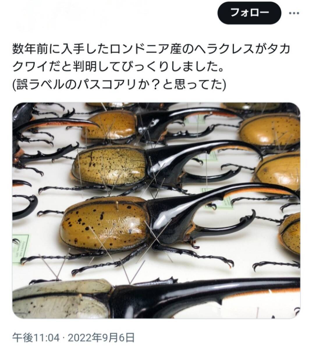 ヘラクレス貴重亜種takakuwai 胸角太め 自力ハッチ個体ペア！ ♀大型