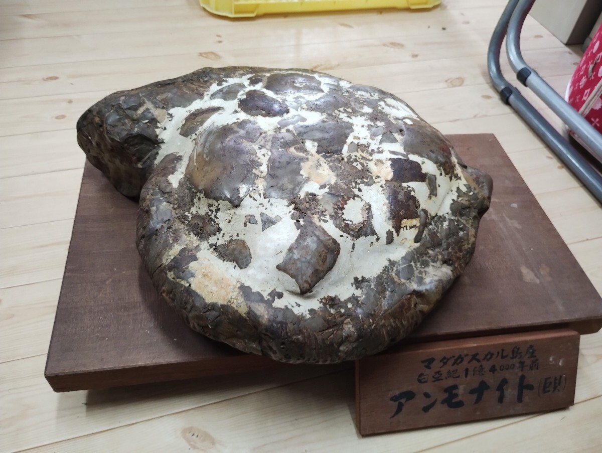 およそ1億年前のマダガスカルの海中に生息していたオウムガイの