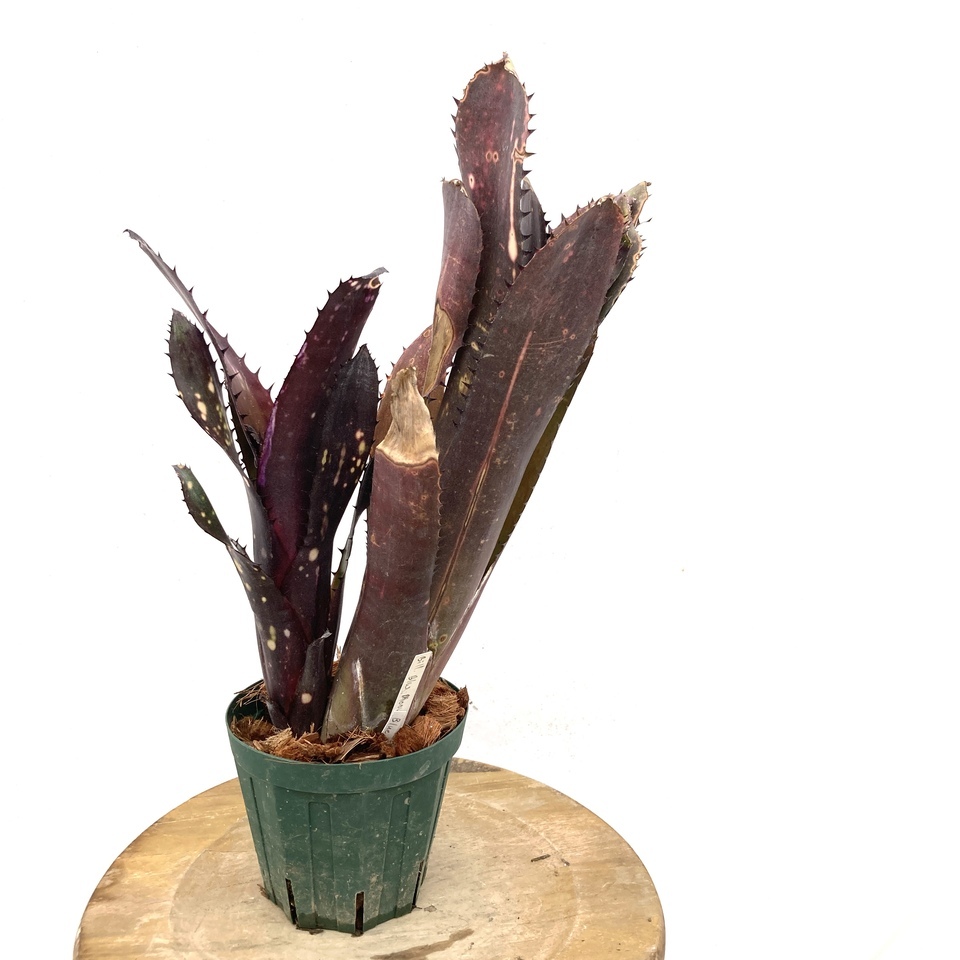 ブロメリア billbergia blue moon Yahoo!オークション - (現品) ビルベルギア 'ブルームーン' (No