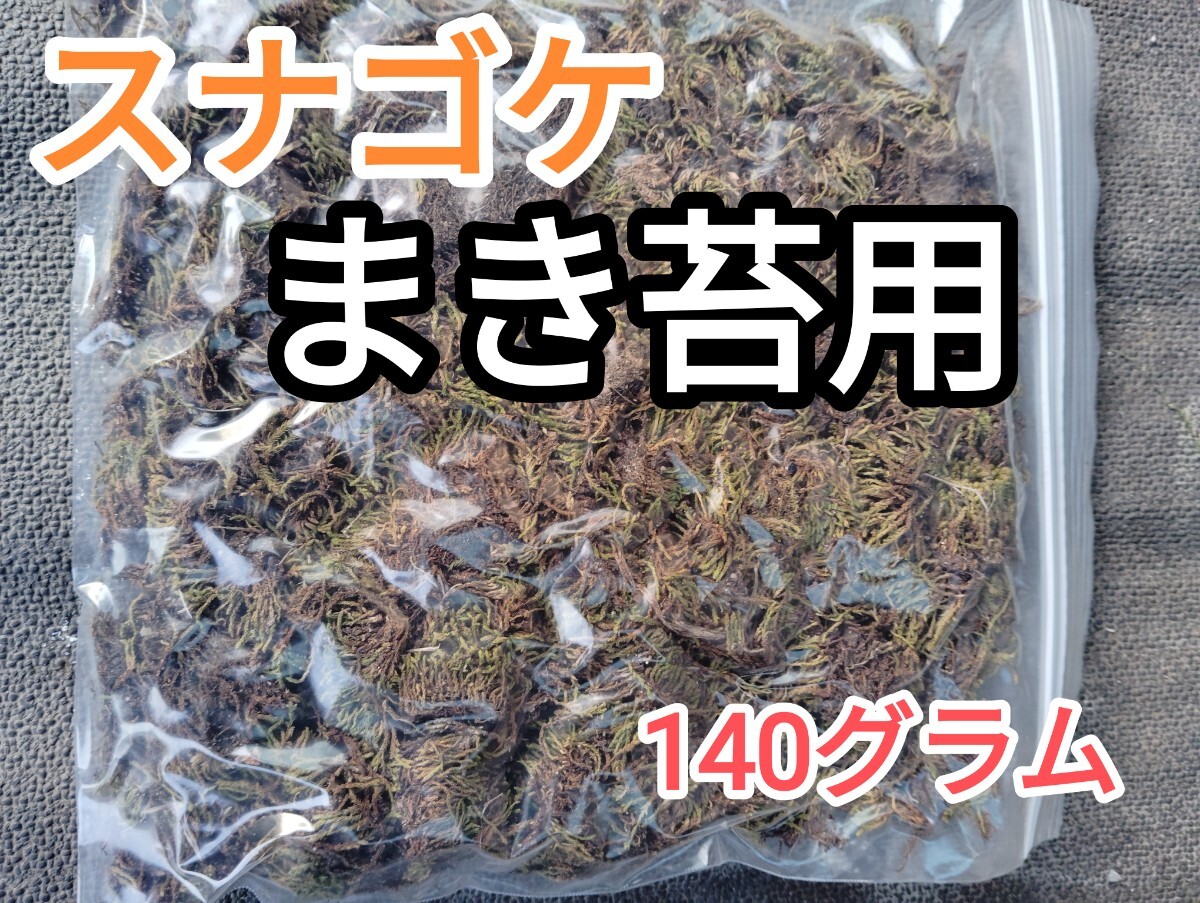 まき苔用スナゴケ30×25cmサイズ梱包140グラム?盆栽?植木周り?グランドカバー