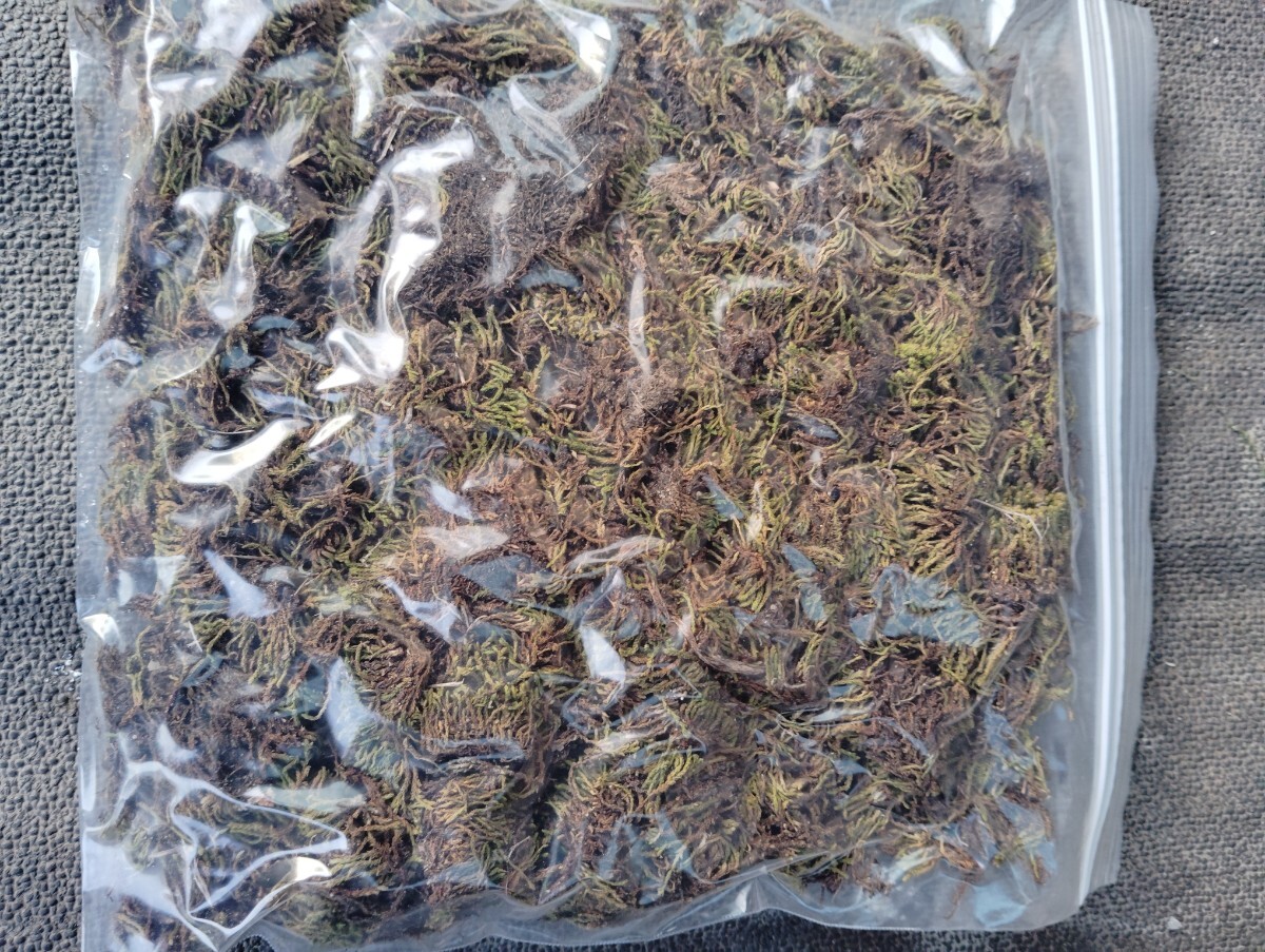 まき苔用スナゴケ30×25cmサイズ梱包140グラム?盆栽?植木周り?グランドカバー