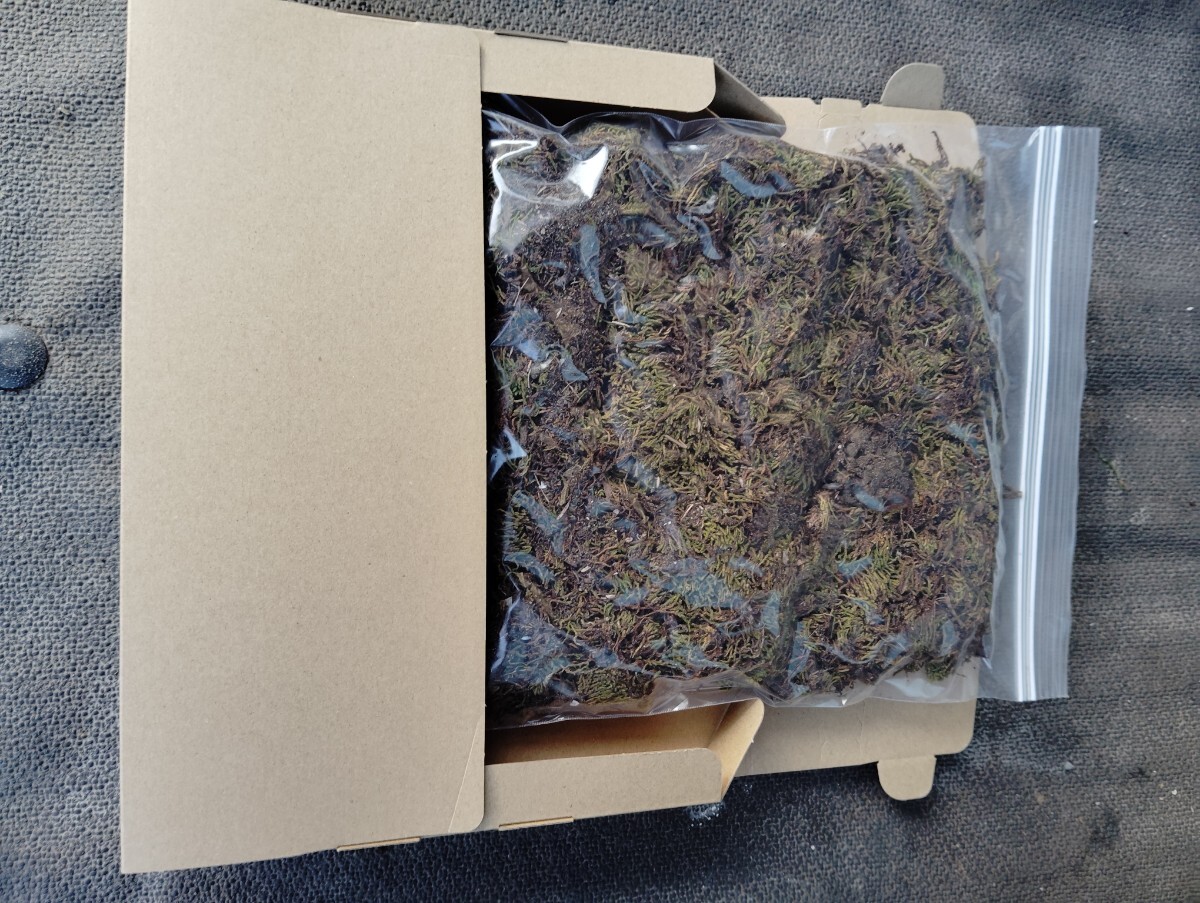 まき苔用スナゴケ30×25cmサイズ梱包140グラム?盆栽?植木周り?グランドカバー