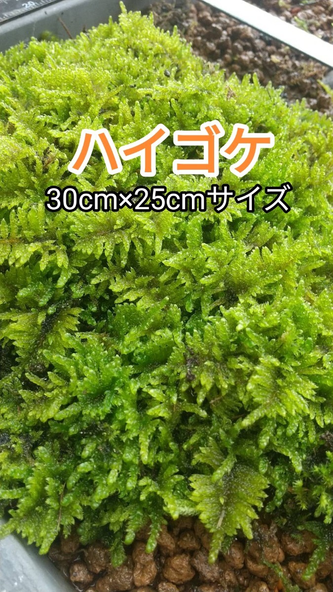 ハイゴケ?30×25cm?盆栽?植木周り?苔玉?グランドカバー