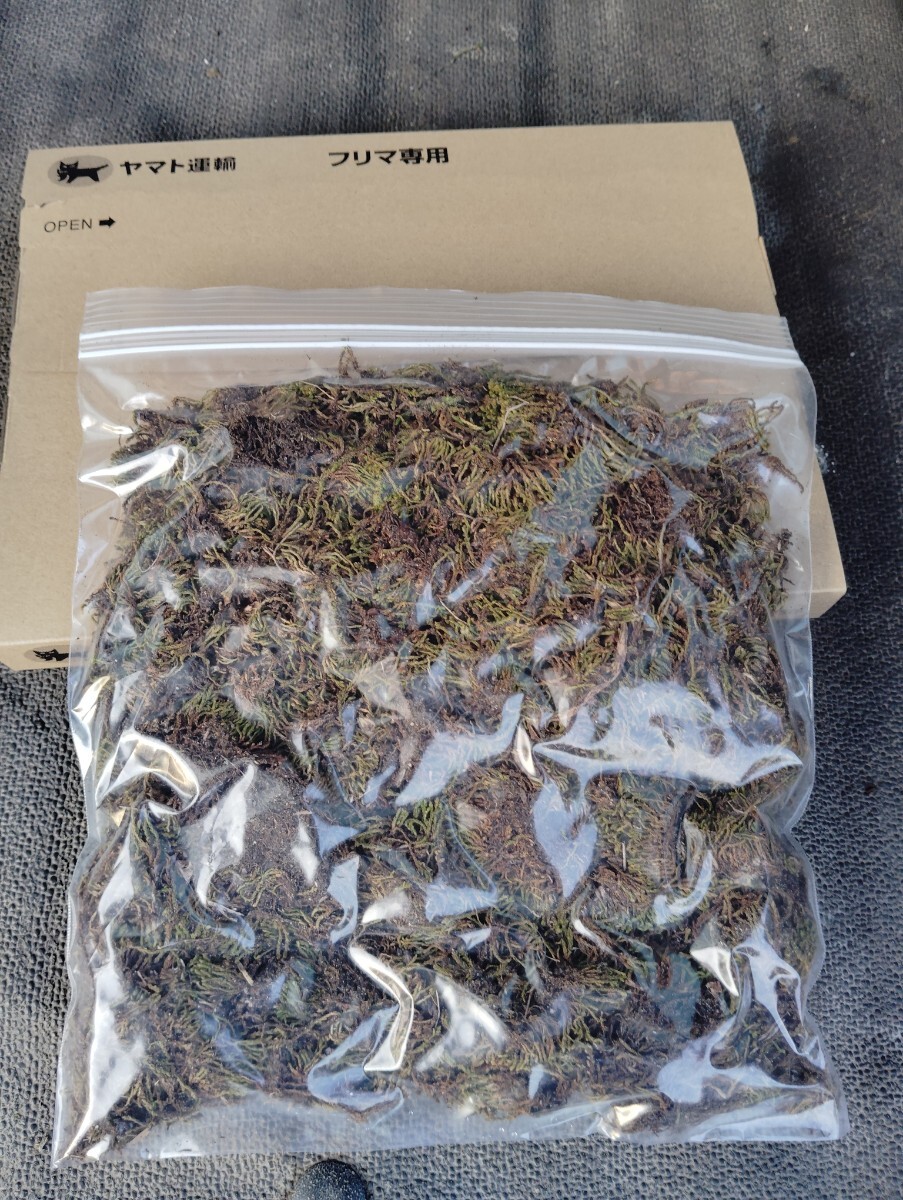 まき苔用スナゴケ30×25cmサイズ梱包140グラム?盆栽?植木周り?グランドカバー