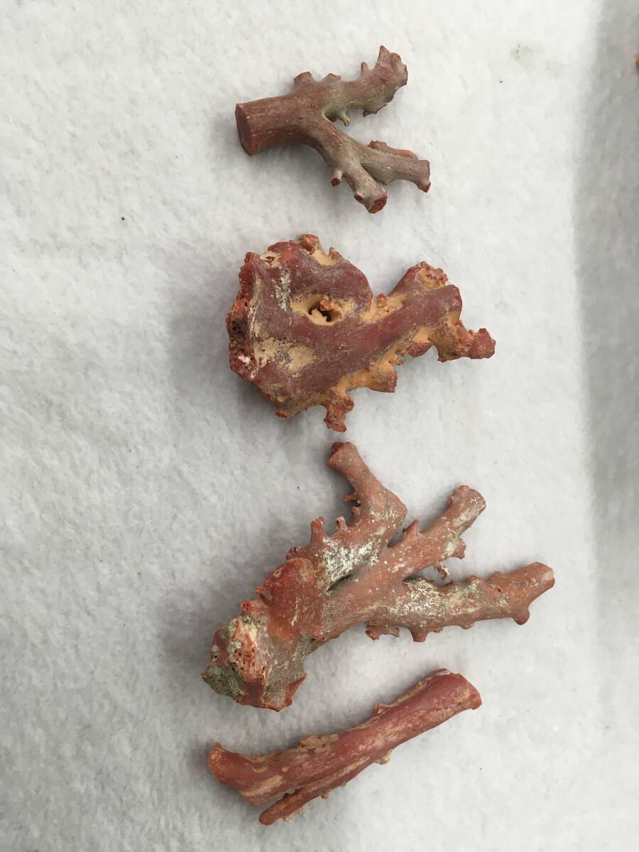 赤珊瑚　原木　4本