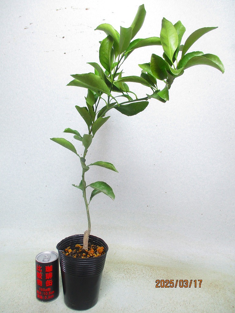 [野風(fēng)苗木流通] 柑橘類の苗木 清見(jiàn)オレンジ (W31682)全高：55㎝※同梱包は「まとめて取引」手続厳守※120サイズ＊送料明記