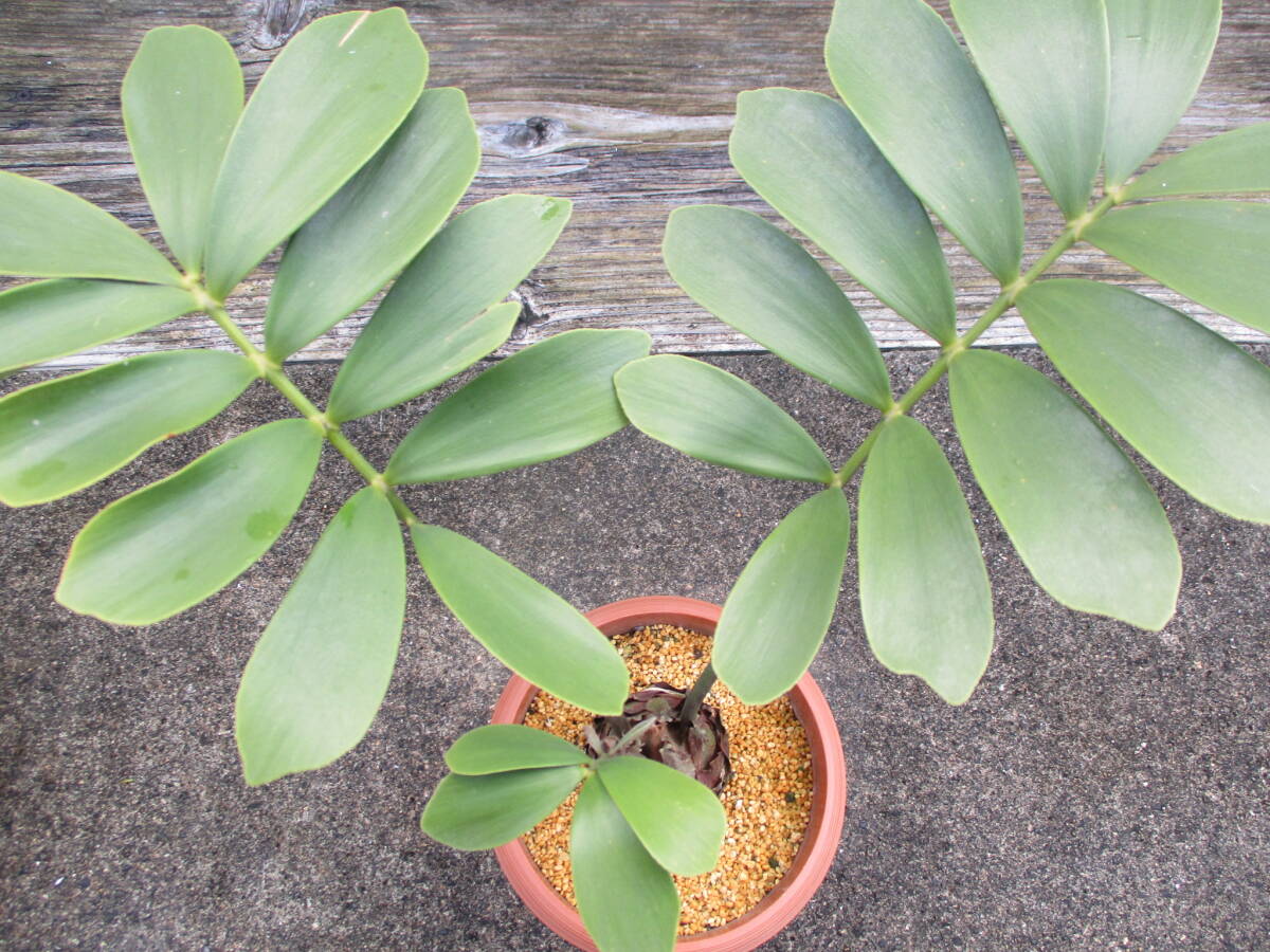 ザミアメキシコソテツ7. 4.5号鉢 観葉植物(当園栽培品)(観葉 ザミアメキシコソテツ7. 4.5号鉢 観葉植物(当園栽培品)(観葉