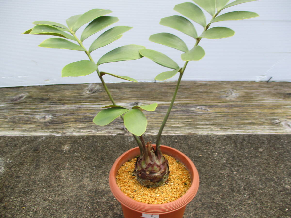 ザミアメキシコソテツ7. 4.5号鉢 観葉植物(当園栽培品)(観葉 ザミアメキシコソテツ7. 4.5号鉢 観葉植物(当園栽培品)(観葉