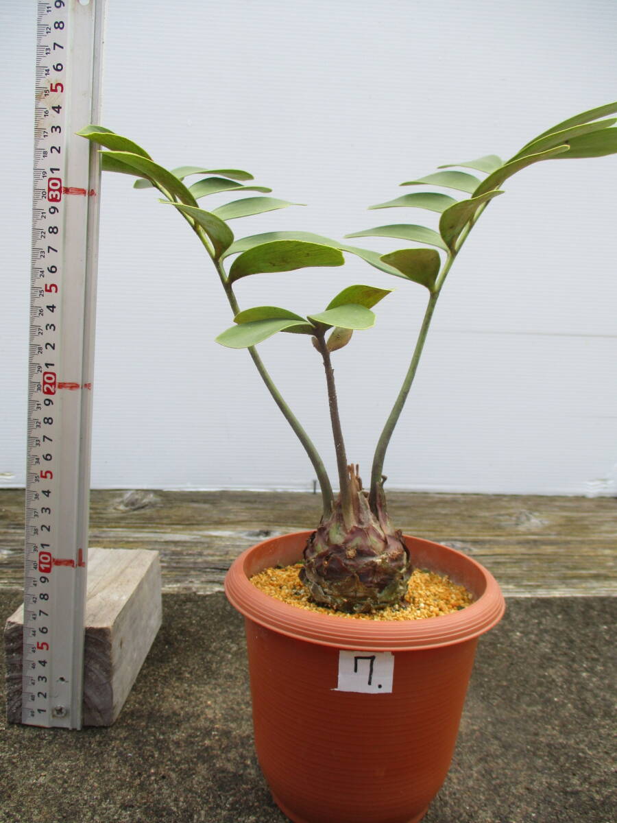 ザミアメキシコソテツ7. 4.5号鉢 観葉植物(当園栽培品)(観葉 ザミアメキシコソテツ7. 4.5号鉢 観葉植物(当園栽培品)(観葉