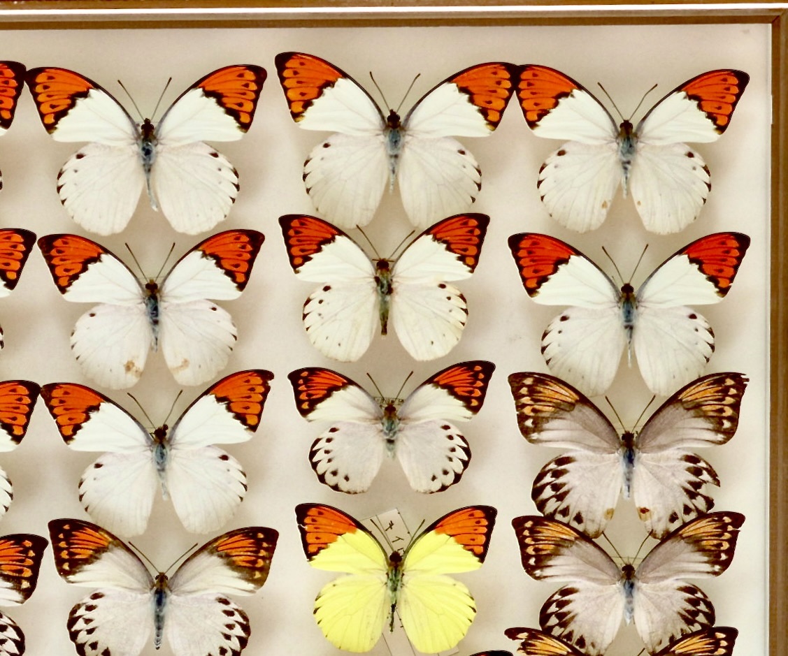 中古標本箱 国産 外国産 ツマベニチョウ 鹿児島県・沖縄県・台湾 中古標本箱 国産 外国産 ツマベニチョウ 鹿児島県・沖縄県・台湾