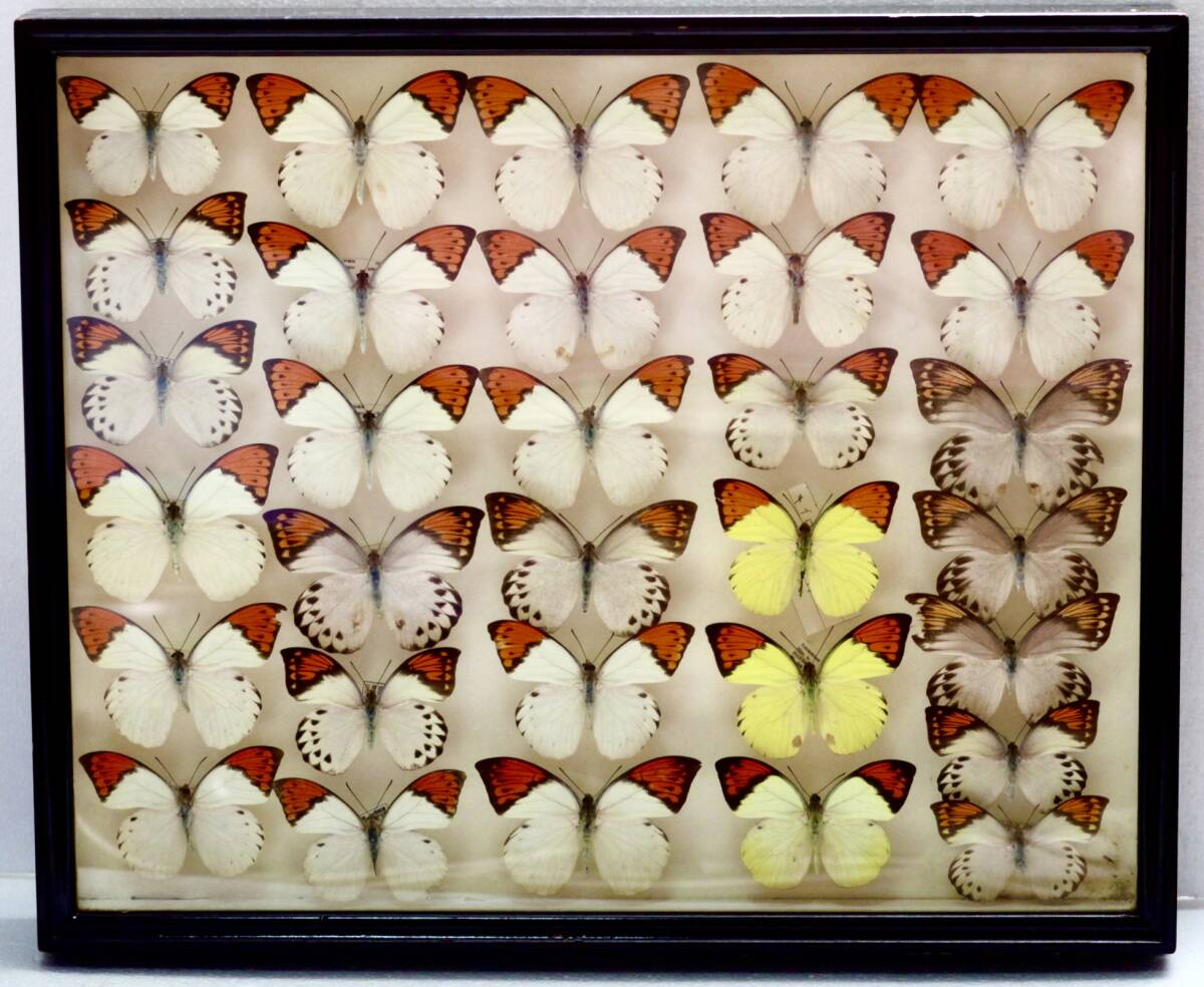 中古標本箱 国産 外国産 ツマベニチョウ 鹿児島県・沖縄県・台湾 中古標本箱 国産 外国産 ツマベニチョウ 鹿児島県・沖縄県・台湾