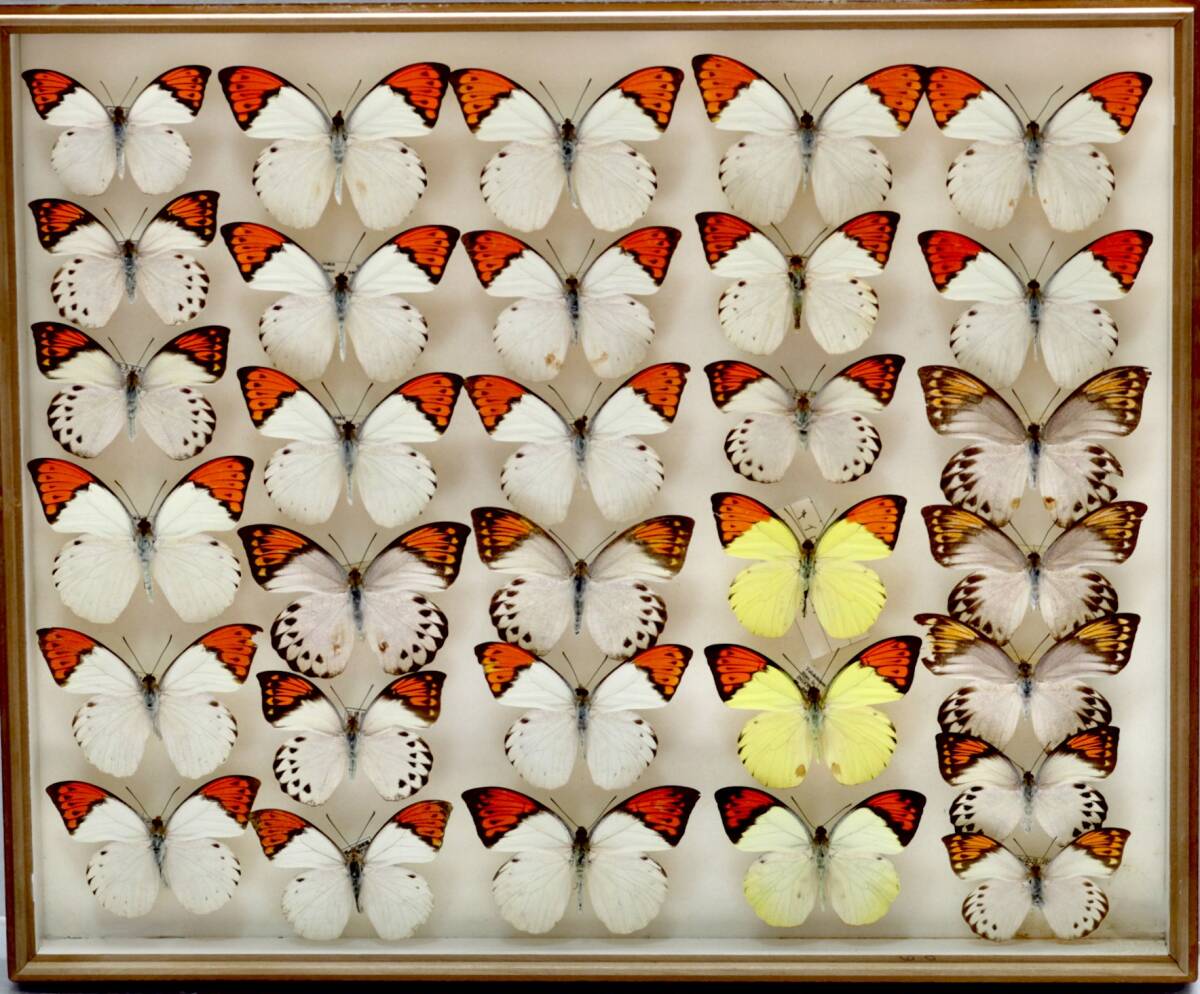 中古標本箱 国産 外国産 ツマベニチョウ 鹿児島県・沖縄県・台湾 中古標本箱 国産 外国産 ツマベニチョウ 鹿児島県・沖縄県・台湾