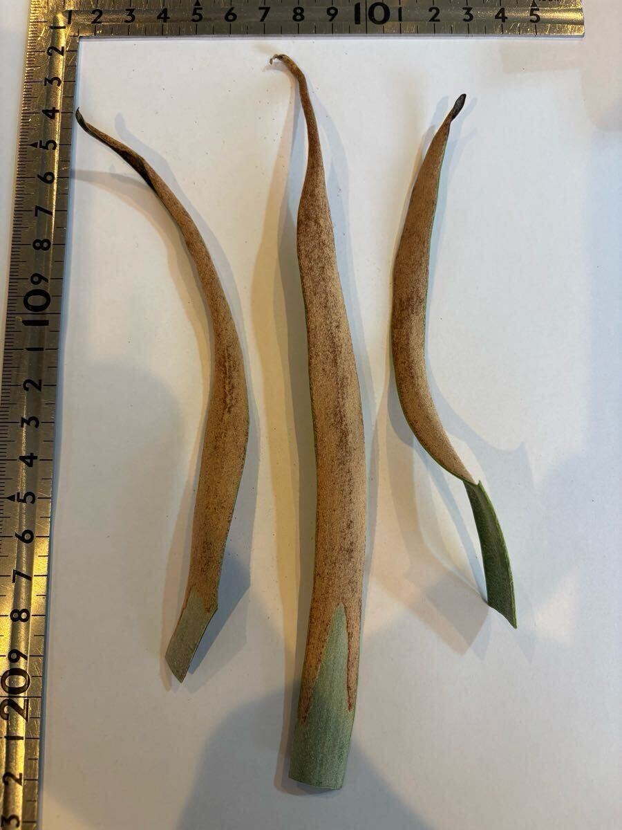 P.willinckii bogor Mr.suddan 【calm_plants】ビカクシダ ウィ P.willinckii bogor Mr.suddan 【calm_plants】ビカクシダ ウィ