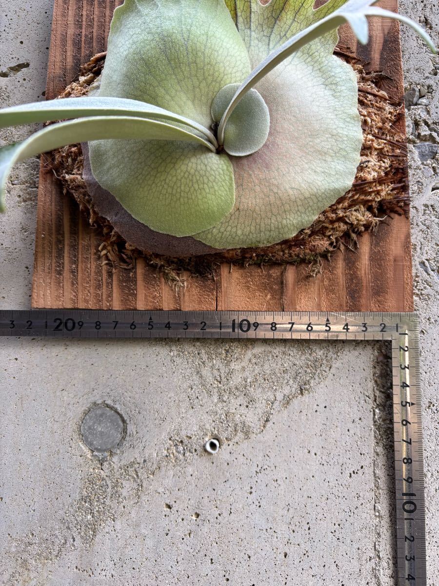 P. willinckii '月光爪哇' 【calm_plants】株分け品子株 P. willinckii '月光爪哇' 【calm_plants】株分け品子株