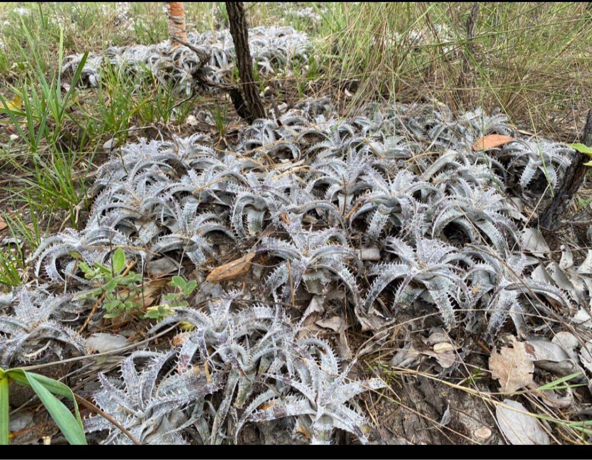 ディッキア Dyckia lindevaldae Alto Paraso de Gois, Brazil ディッキア Dyckia lindevaldae Alto Paraso de Gois, Brazil