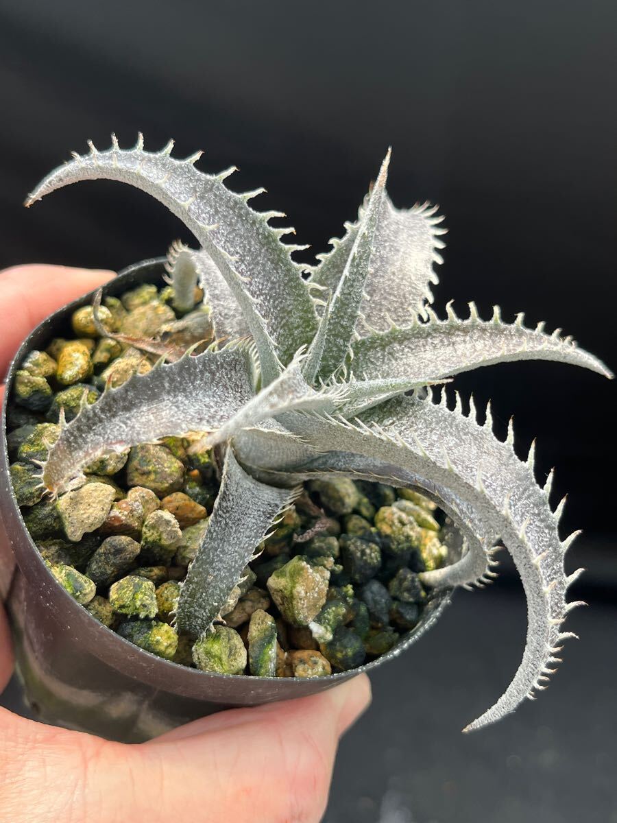 ディッキア Dyckia lindevaldae Alto Paraso de Gois, Brazil ディッキア Dyckia lindevaldae Alto Paraso de Gois, Brazil