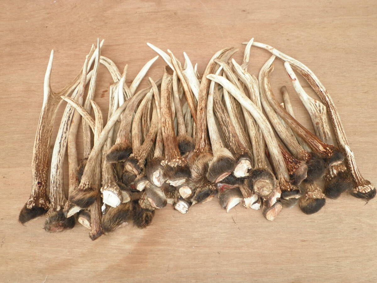 格安 1本角 小角 鹿の角 50本セット 鹿角 えぞ鹿 エゾ鹿 格安 1本角 小角 鹿の角 50本セット 鹿角 えぞ鹿 エゾ鹿