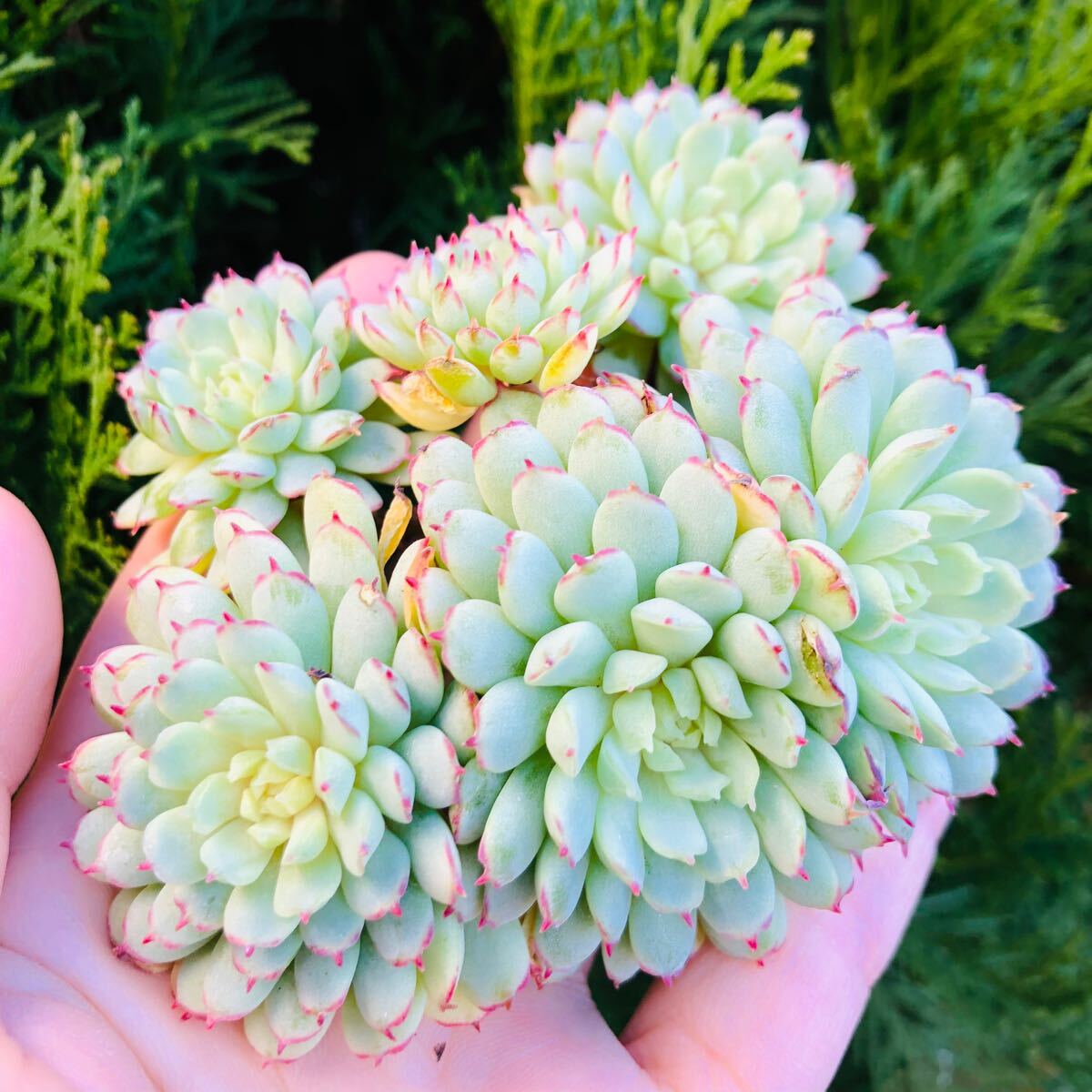 レッドボート　群生　エケベリア　多肉植物