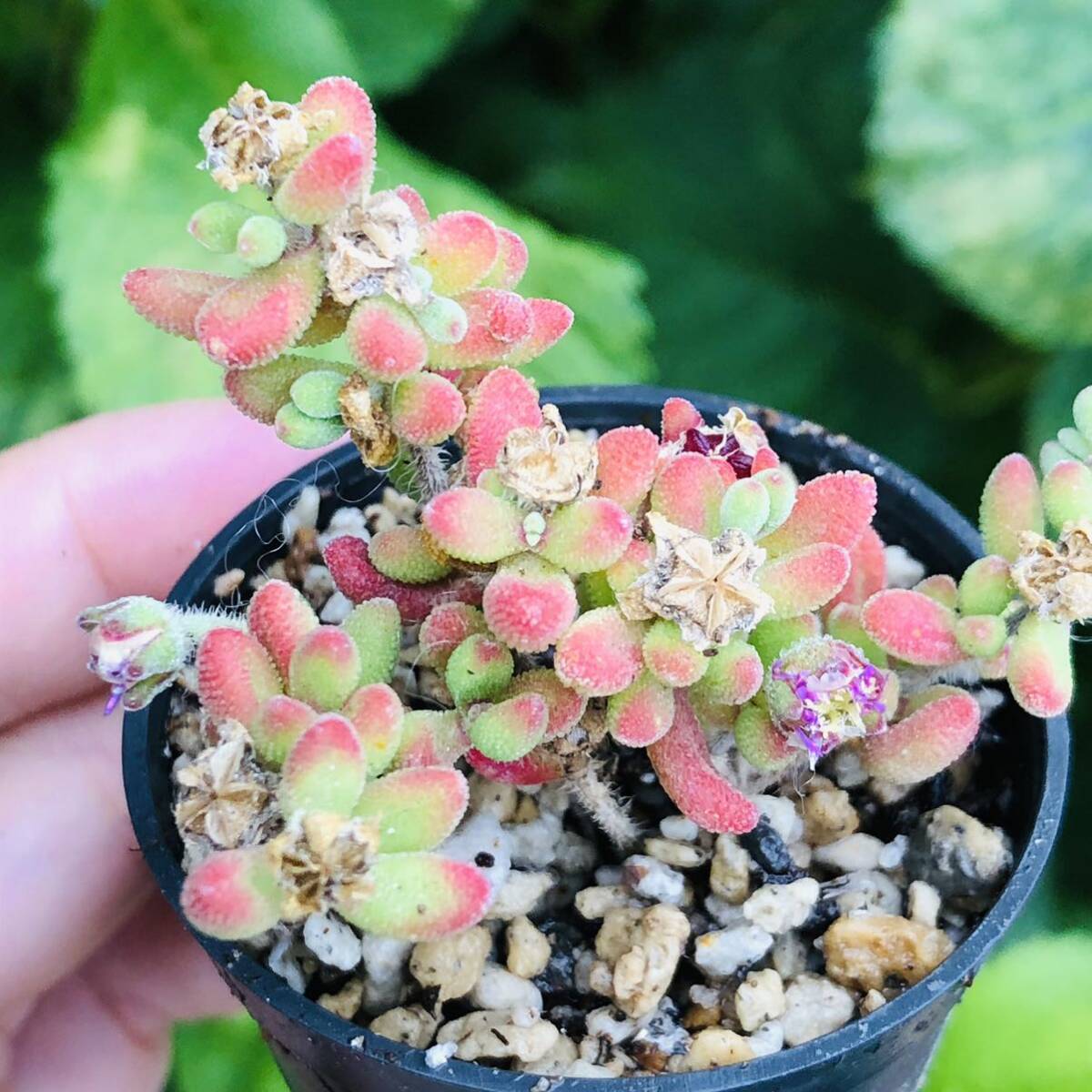 ドロサンテマム　紅宝石　発根済み　多肉植物