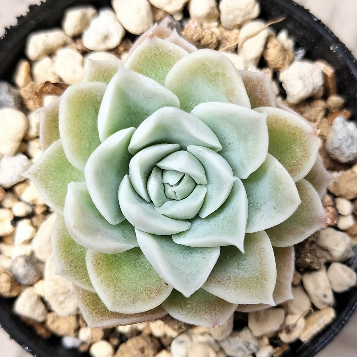 アルバートチワワ ミックスベリア おらいさん苗 多肉植物(観葉