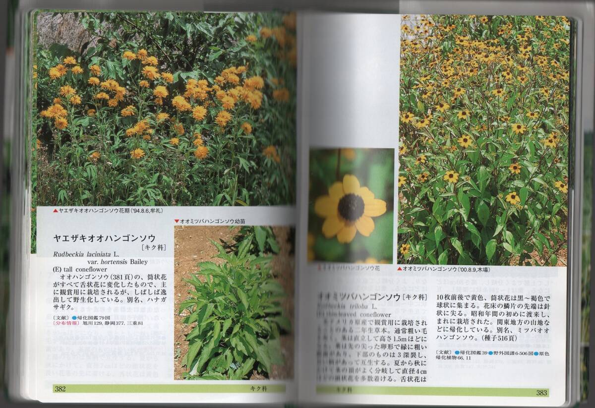 ★日本帰化植物写真図鑑: Plant invader600種★清水 矩宏 / 森田 弘彦 / 廣田 伸七 (編・著)★全国農村教育協会★クリックポスト★_画像6