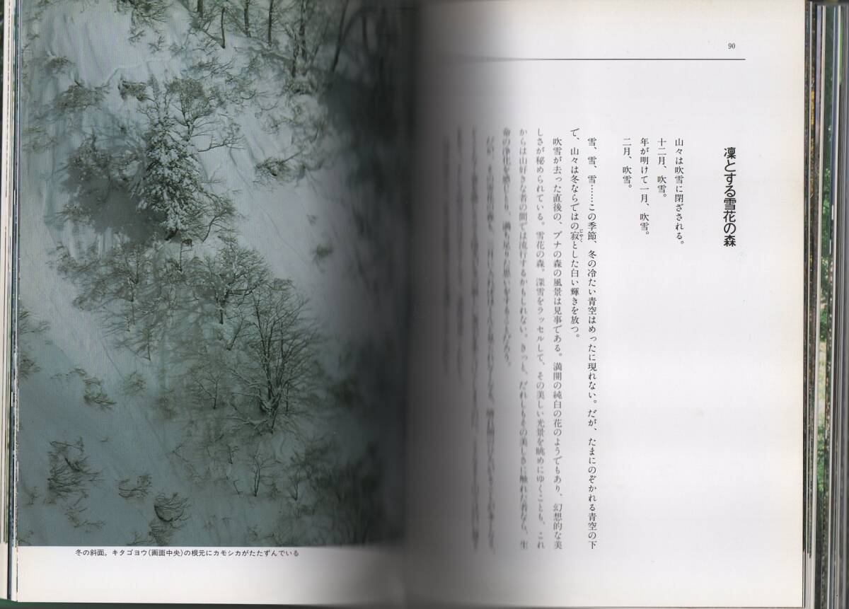 ★ブナ原生林 白神逍遙★根深 誠【著】★立風書房★クリックポスト★_画像9
