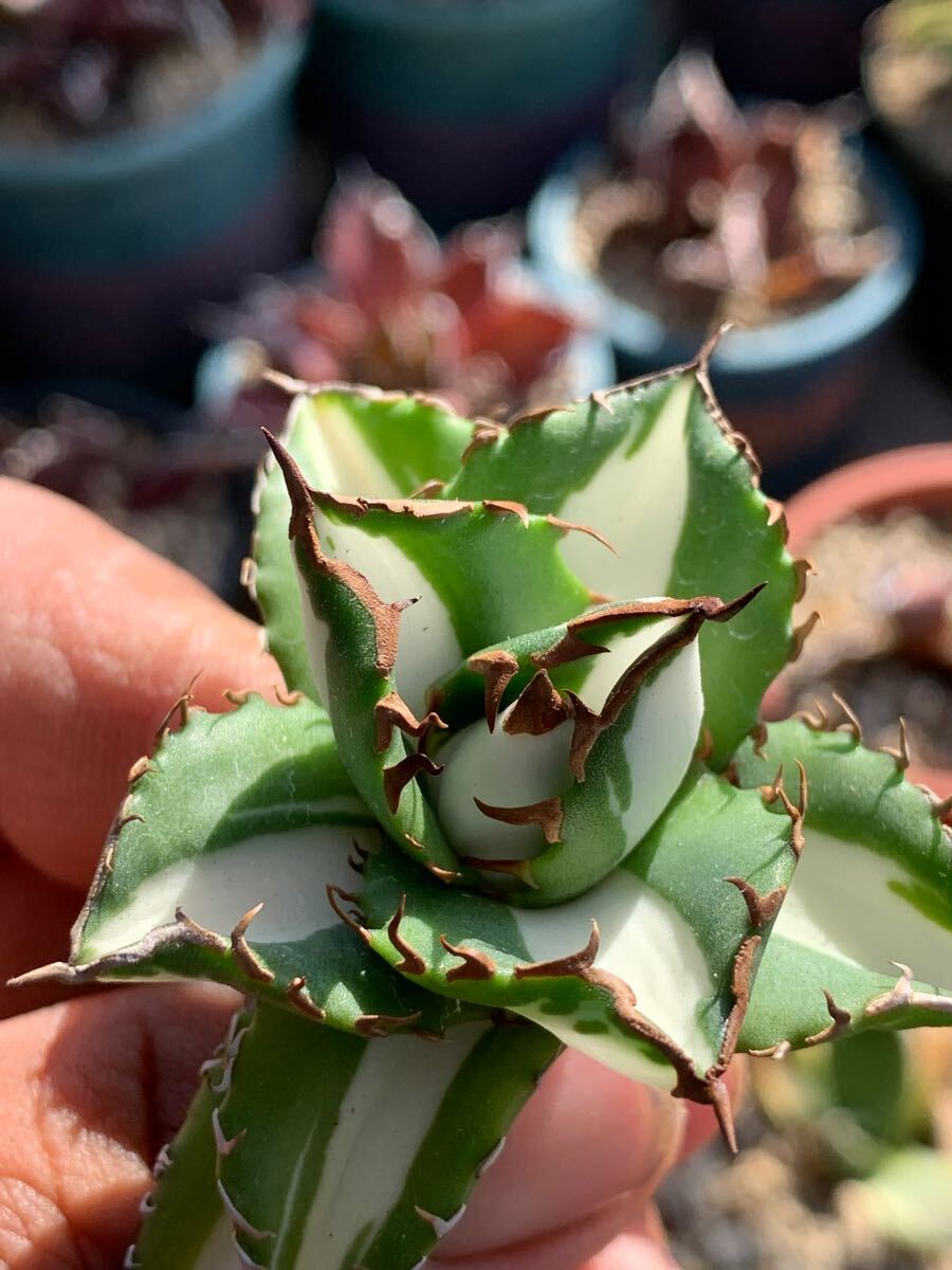 多肉植物 アガベ チタノタ太陽神白中斑極上株(アガベ)|売買され 多肉植物 アガベ チタノタ太陽神白中斑極上株(アガベ)|売買され