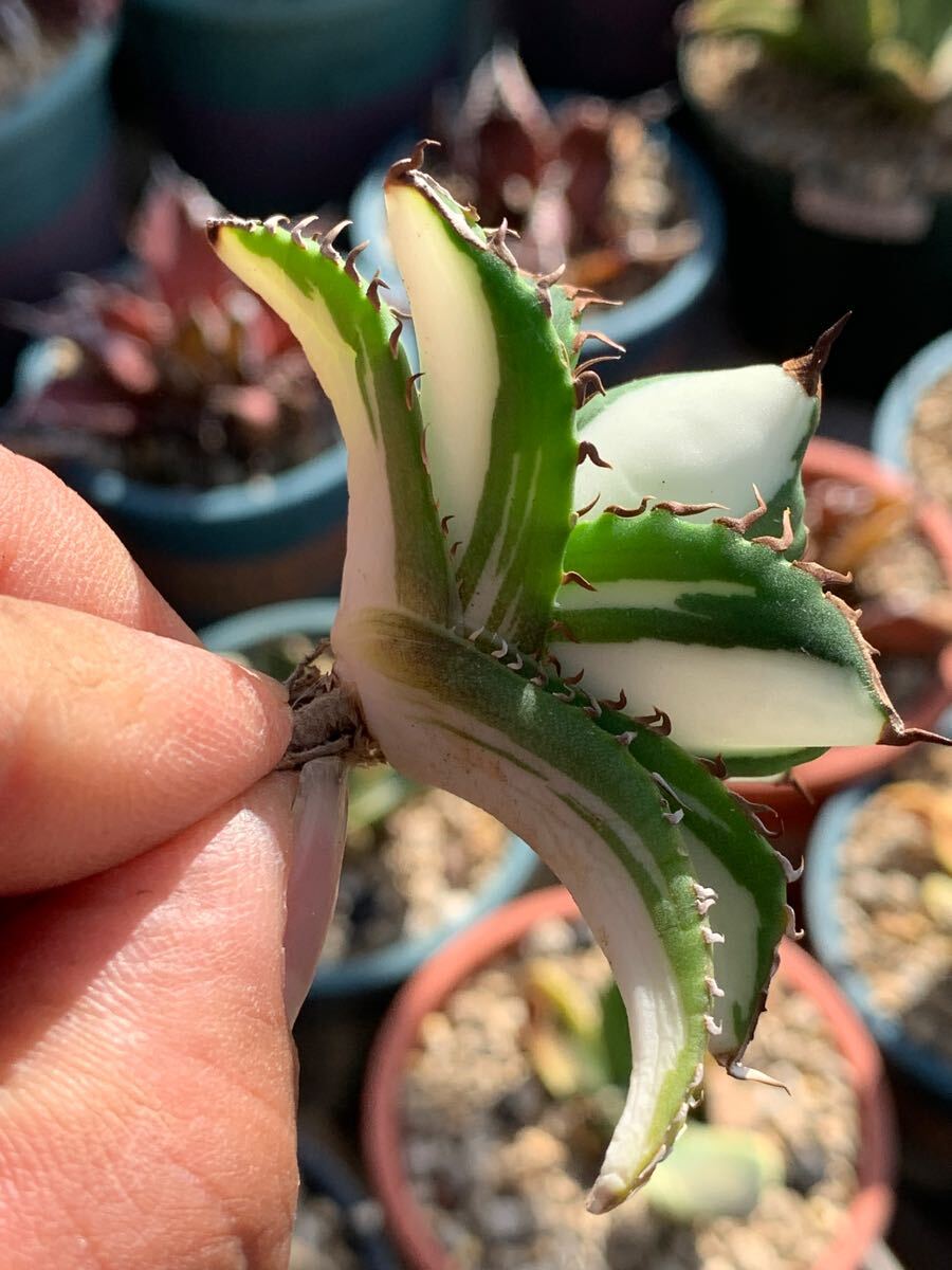 多肉植物 アガベ チタノタ太陽神白中斑極上株(アガベ)|売買され 多肉植物 アガベ チタノタ太陽神白中斑極上株(アガベ)|売買され