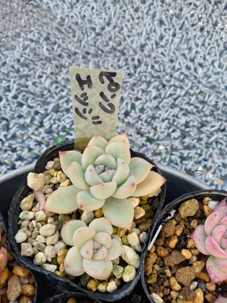 多肉植物 ちび苗ミニ苗7種類色々セット 寄せ植え ミックス苗 多肉植物 ちび苗ミニ苗7種類色々セット 寄せ植え ミックス苗
