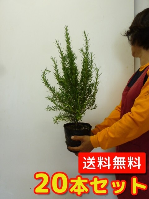 ローズマリー 樹高0.3m前後 15cmポット （20本セット）（送料無料） 苗 植木 苗木