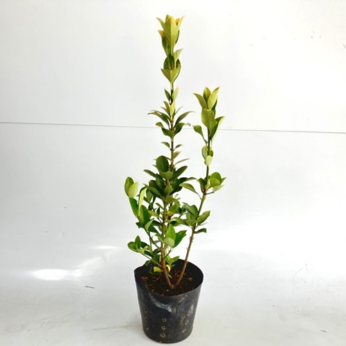 オウゴンマサキ 樹高0.4m前後 15cmポット （20本セット）（送料無料） 苗 植木 苗木