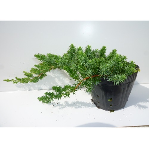 ブルーパシフィック 長さ20cm前後 15cmポット （5本セット）（送料無料） 苗 植木 苗木 グランドカバー