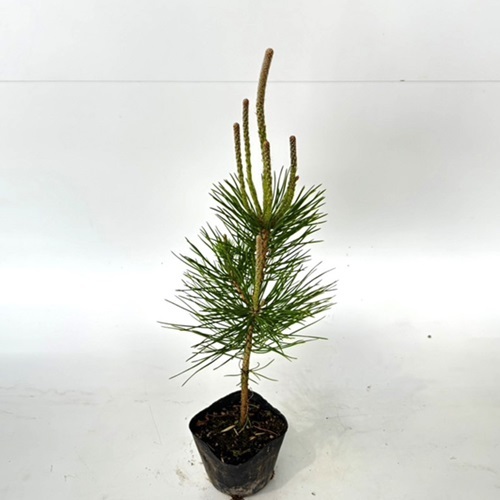 クロマツ 樹高0.3m前後 10.5cmポット （30本セット）（送料無料） 苗 植木 苗木