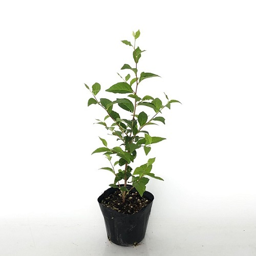 エゴノキ 樹高0.3m前後 10.5cmポット （30本セット）（送料無料） 苗 植木 苗木