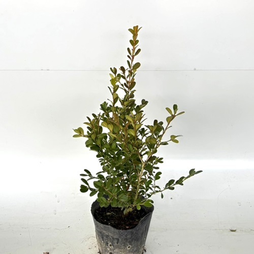 ボックスウッド 樹高0.25m前後 15cmポット （5本セット）（送料無料） 苗 植木 苗木