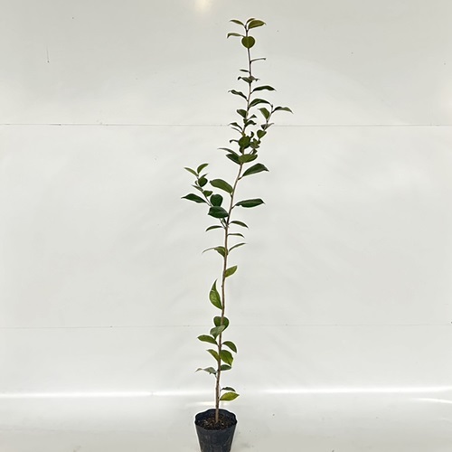 ヤブツバキ 樹高1.0m前後 15cmポット （20本セット）（送料無料） 苗 植木 苗木