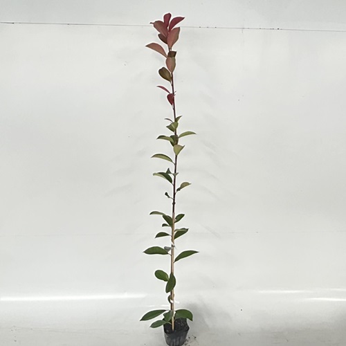 レッドロビン 樹高0.8m前後 10.5cmポット （50本セット）（送料無料） 苗 植木 苗木