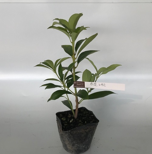イリシウム 赤花シキミ 樹高0.3m前後 18cmポット （4本セット）（送料無料） ヘンリー 苗 植木 苗木
