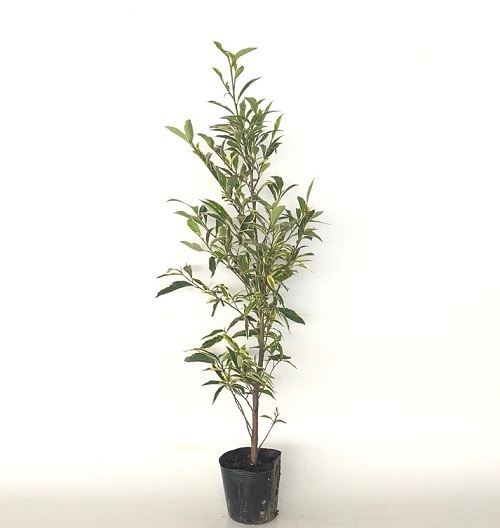 フイリサカキ 樹高1.0m前後 15cmポット （15本セット）（送料無料） 苗 植木 苗木