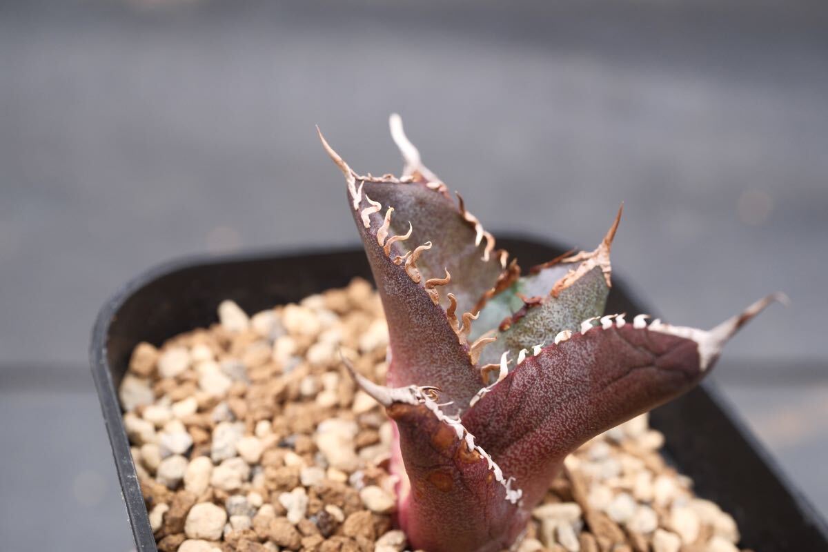 俺の実生】アガベ オテロイ W.P Seedling 俺の実生】アガベ オテロイ W.P Seedling