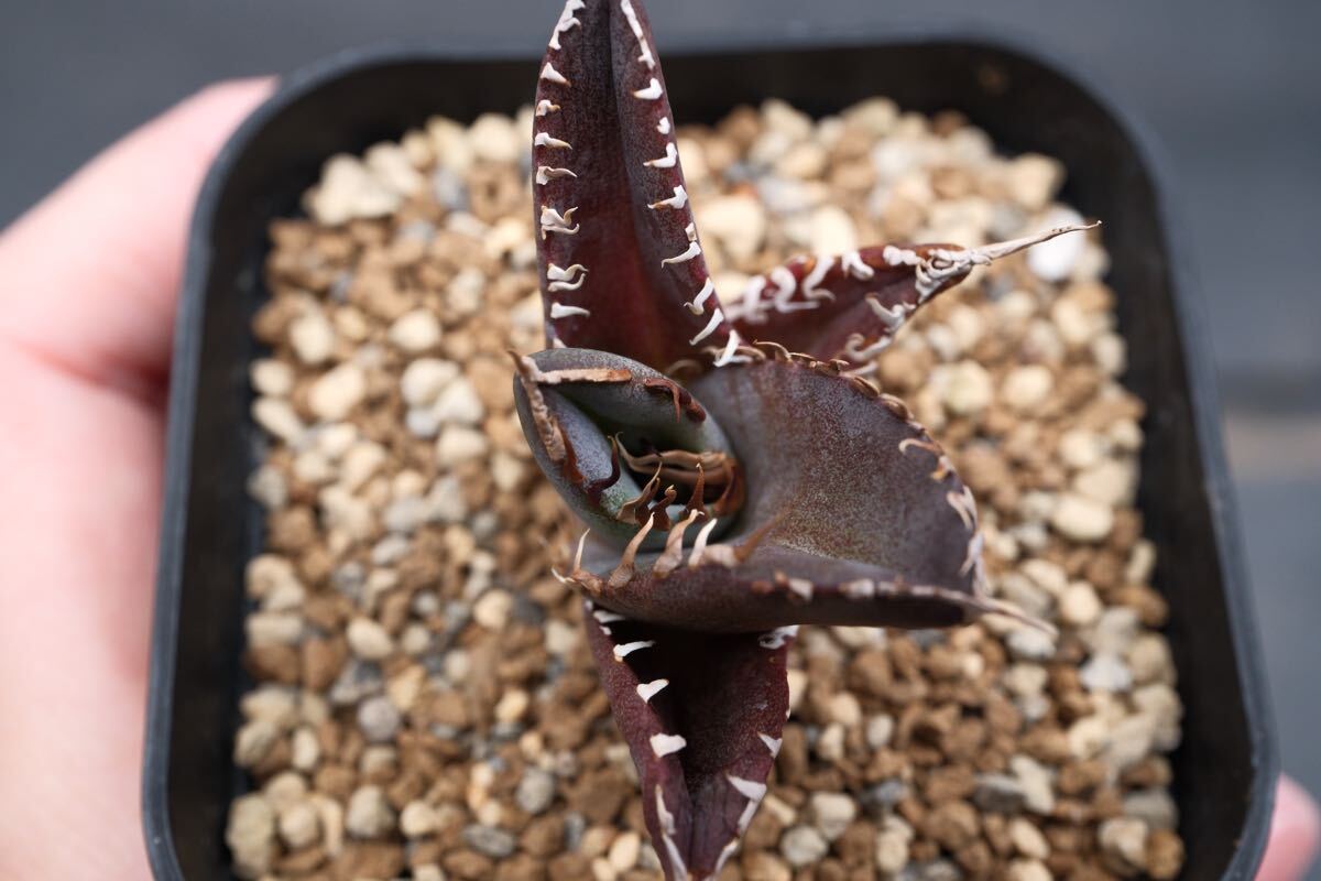 俺の実生】アガベ オテロイ W.P Seedling 俺の実生】アガベ オテロイ W.P Seedling
