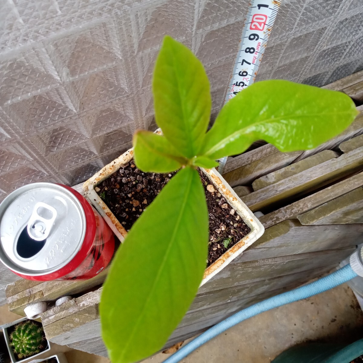 モモタマナ育成３６０日　種5個(gè)付き　屋內(nèi)様に改良　宅急便にて発送