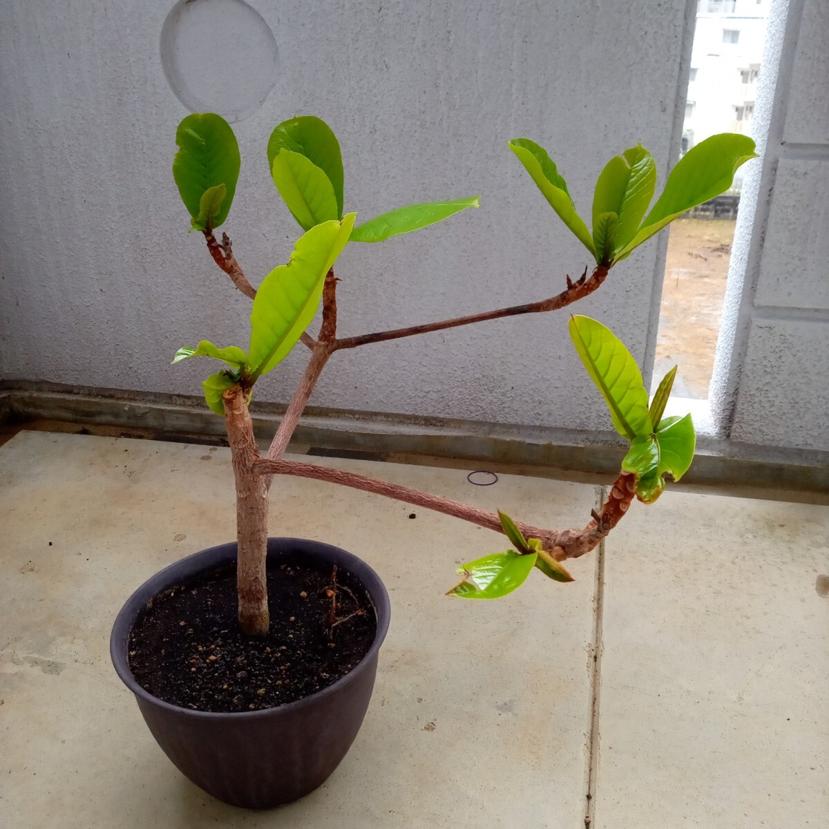 モモタマナ育成5年