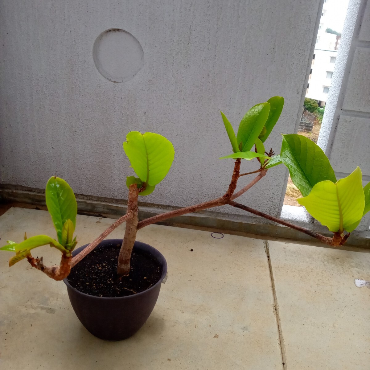 モモタマナ育成5年
